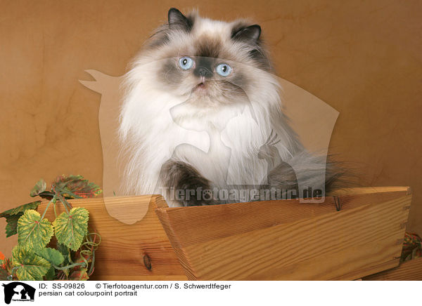 persian cat colourpoint portrait / SS-09826