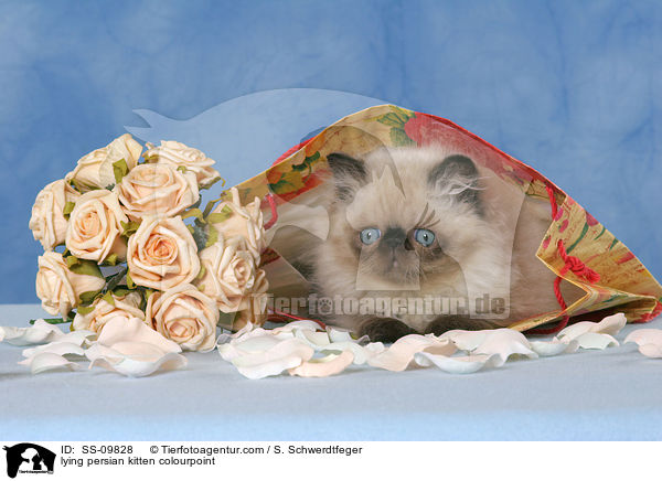 liegendes Perser Colourpoint Ktzchen / lying persian kitten colourpoint / SS-09828