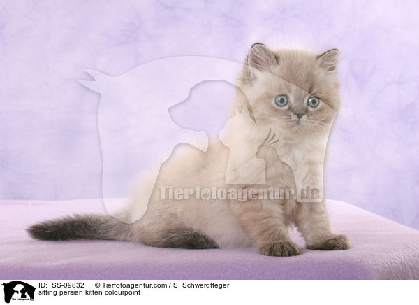 sitting persian kitten colourpoint / SS-09832