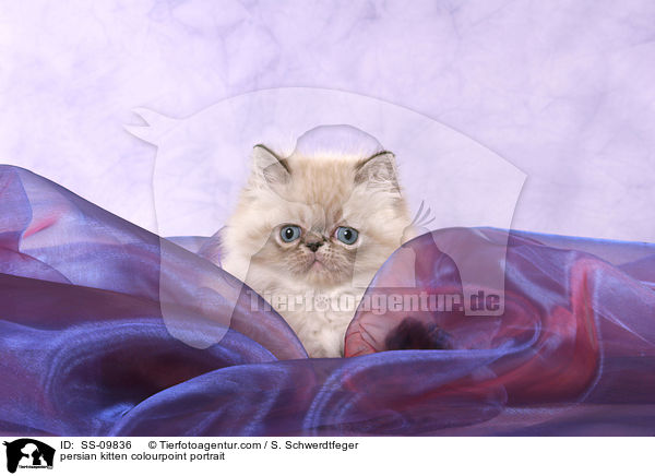 persian kitten colourpoint portrait / SS-09836