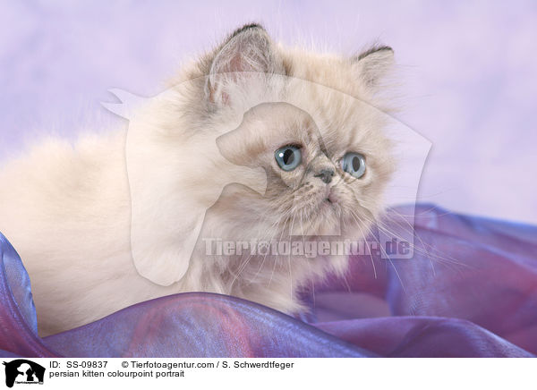 persian kitten colourpoint portrait / SS-09837