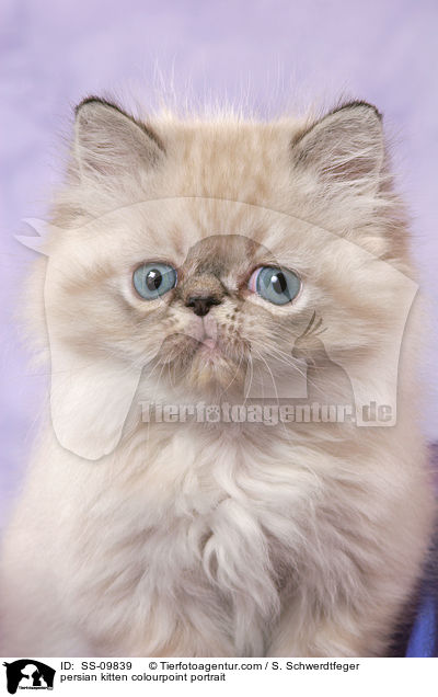 persian kitten colourpoint portrait / SS-09839