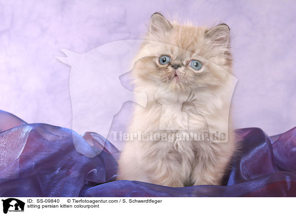sitting persian kitten colourpoint / SS-09840