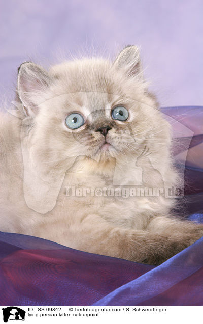 liegendes Perser Colourpoint Ktzchen / lying persian kitten colourpoint / SS-09842