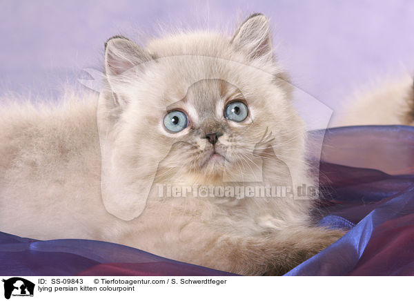 lying persian kitten colourpoint / SS-09843