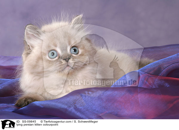 lying persian kitten colourpoint / SS-09845