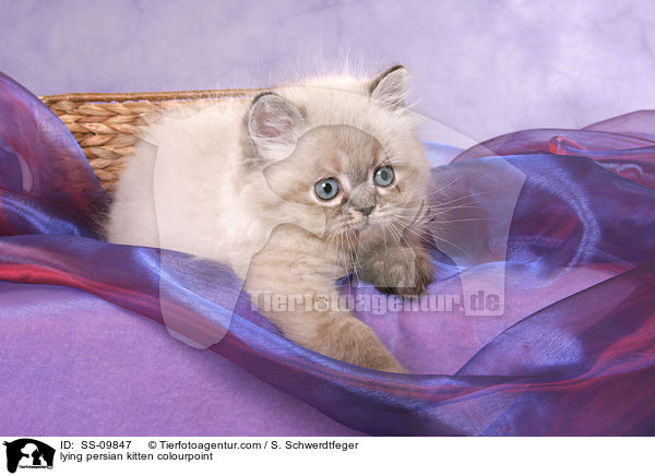 lying persian kitten colourpoint / SS-09847