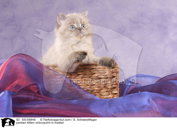 persian kitten colourpoint in basket / SS-09848