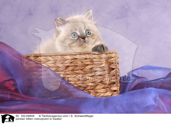 persian kitten colourpoint in basket / SS-09849