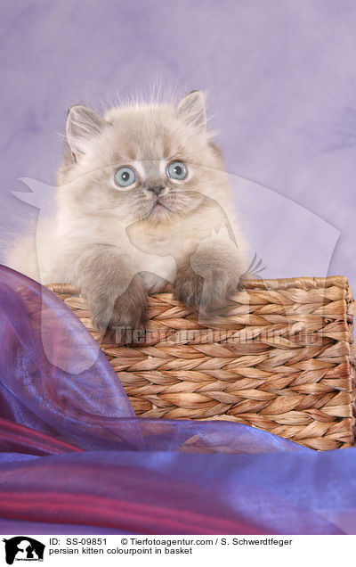 persian kitten colourpoint in basket / SS-09851