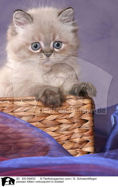 persian kitten colourpoint in basket / SS-09852