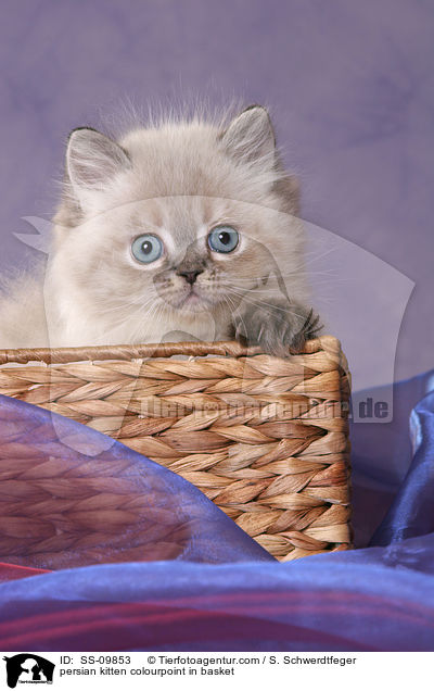 persian kitten colourpoint in basket / SS-09853