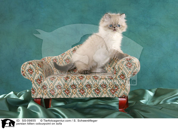 persian kitten colourpoint on sofa / SS-09855