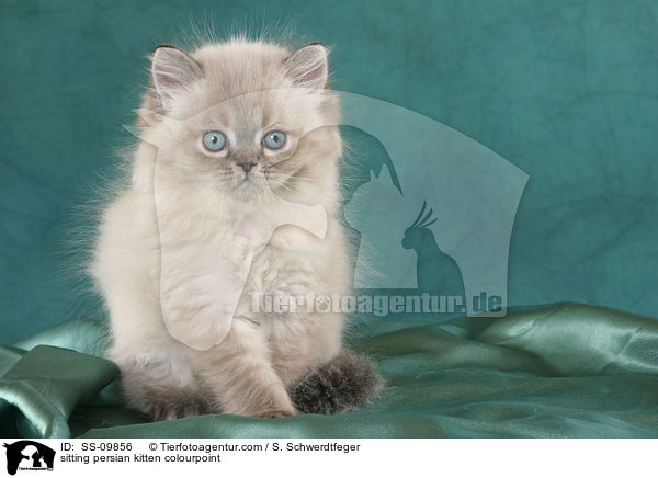 sitting persian kitten colourpoint / SS-09856