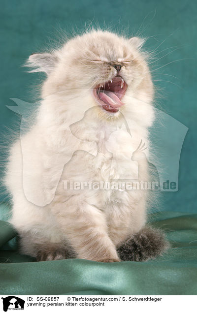 yawning persian kitten colourpoint / SS-09857