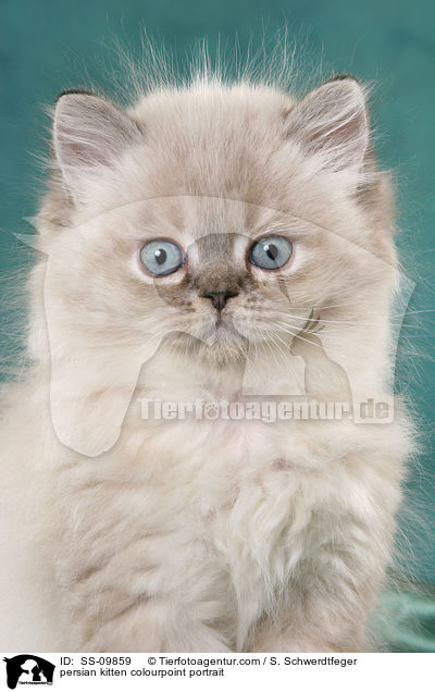 persian kitten colourpoint portrait / SS-09859