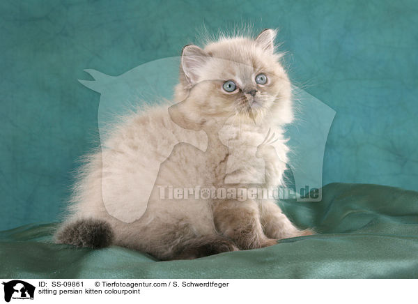 sitting persian kitten colourpoint / SS-09861