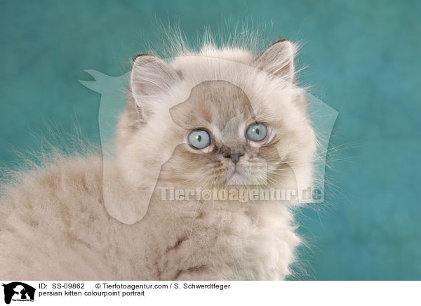 persian kitten colourpoint portrait / SS-09862