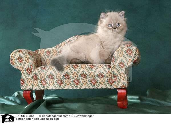 persian kitten colourpoint on sofa / SS-09865