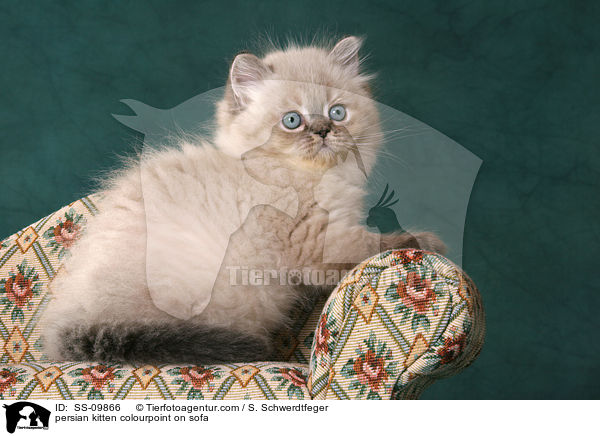 persian kitten colourpoint on sofa / SS-09866