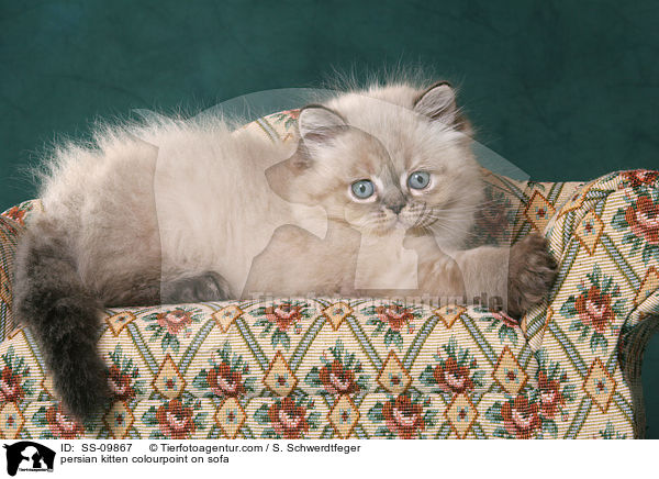 persian kitten colourpoint on sofa / SS-09867