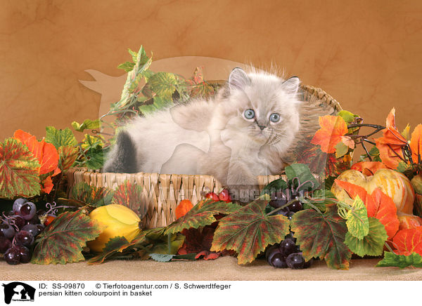 persian kitten colourpoint in basket / SS-09870