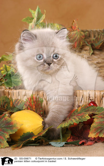 Perser Colourpoint Ktzchen im Krbchen / persian kitten colourpoint in basket / SS-09871