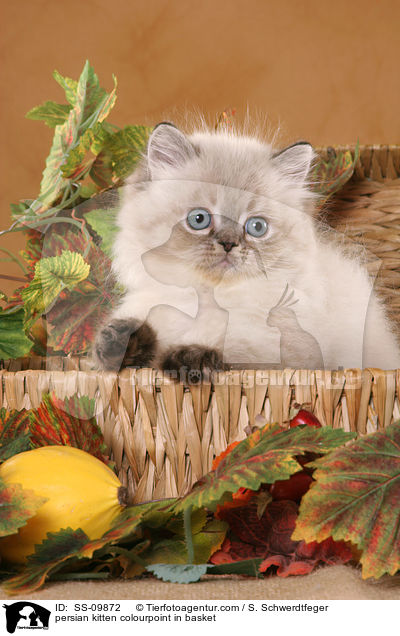 Perser Colourpoint Ktzchen im Krbchen / persian kitten colourpoint in basket / SS-09872