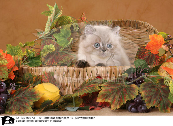 persian kitten colourpoint in basket / SS-09873