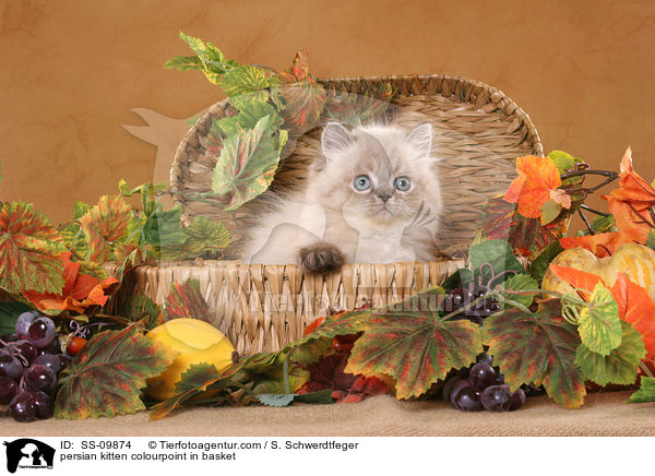 persian kitten colourpoint in basket / SS-09874