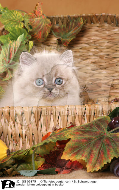 persian kitten colourpoint in basket / SS-09875