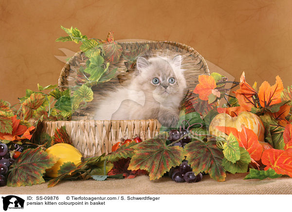 persian kitten colourpoint in basket / SS-09876