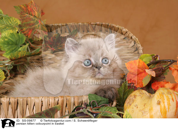 persian kitten colourpoint in basket / SS-09877