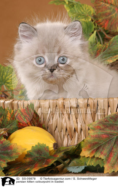 persian kitten colourpoint in basket / SS-09878