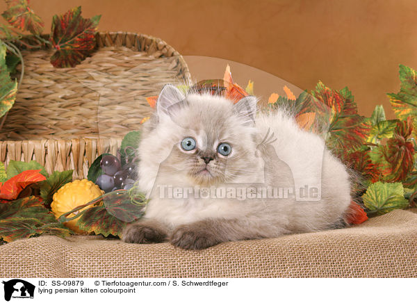 lying persian kitten colourpoint / SS-09879