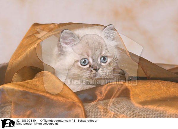 liegendes Perser Colourpoint Ktzchen / lying persian kitten colourpoint / SS-09880