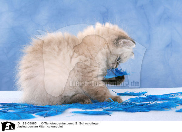 spielendes Perser Colourpoint Ktzchen / playing persian kitten colourpoint / SS-09885