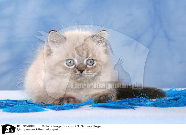 lying persian kitten colourpoint / SS-09886