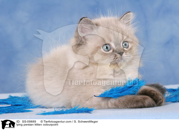 liegendes Perser Colourpoint Ktzchen / lying persian kitten colourpoint / SS-09889