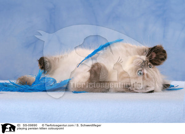 spielendes Perser Colourpoint Ktzchen / playing persian kitten colourpoint / SS-09890