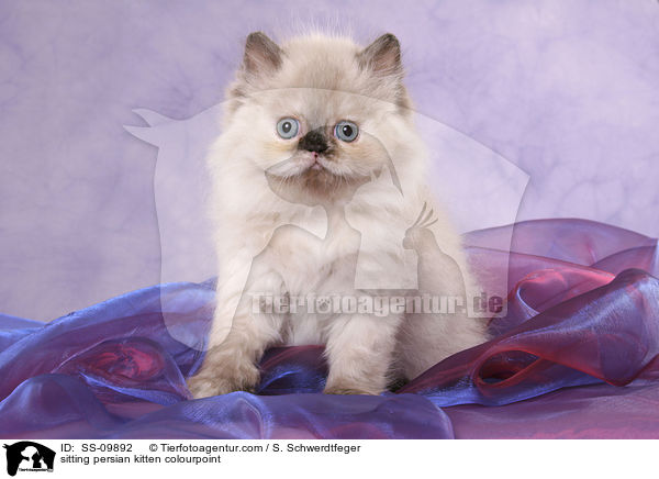 sitting persian kitten colourpoint / SS-09892