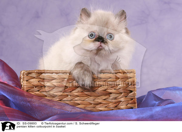 Perser Colourpoint Ktzchen im Krbchen / persian kitten colourpoint in basket / SS-09893