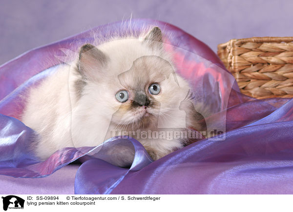 lying persian kitten colourpoint / SS-09894