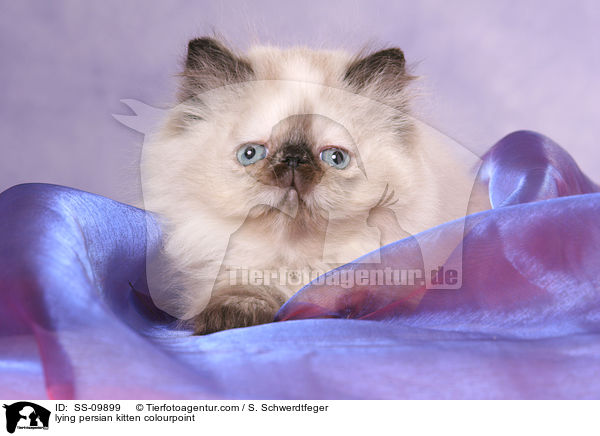 liegendes Perser Colourpoint Ktzchen / lying persian kitten colourpoint / SS-09899