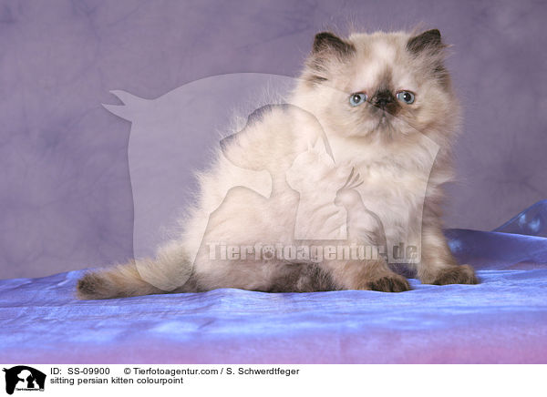 sitting persian kitten colourpoint / SS-09900
