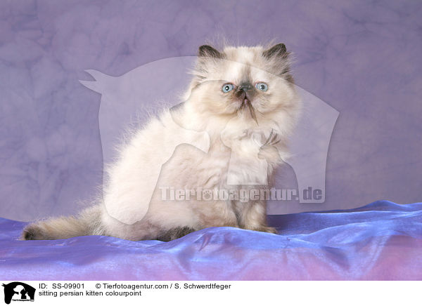 sitzendes Perser Colourpoint Ktzchen / sitting persian kitten colourpoint / SS-09901