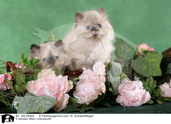 2 Perser Colourpoint Ktzchen / 2 persian kitten colourpoint / SS-09904
