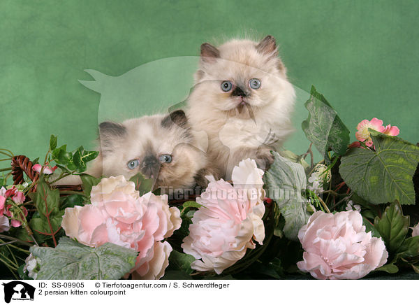 2 persian kitten colourpoint / SS-09905