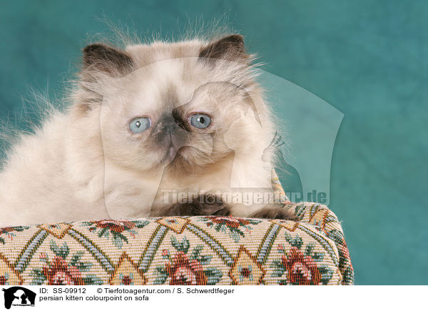 Perser Colourpoint Ktzchen auf Sofa / persian kitten colourpoint on sofa / SS-09912