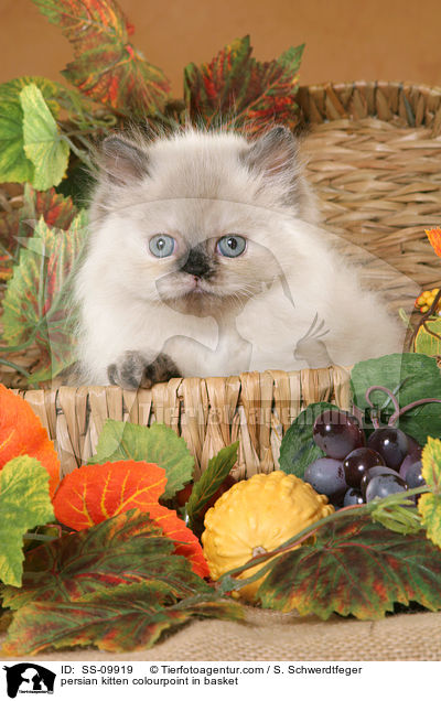 persian kitten colourpoint in basket / SS-09919